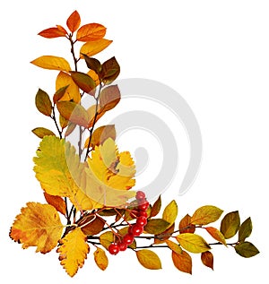 Colorful autumn leaves and berries in a corner arrangement