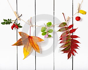 Colorful autumn leaves and berries hanging on wooden clothespin on white background.