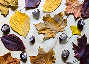 Colorful autumn leaves and chestnuts flat lay. Yellow red and orange leaves and brown chestnuts isolated on bright wooden