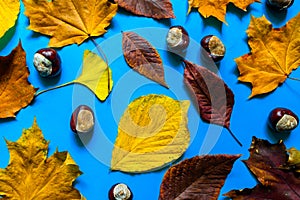 Colorful autumn leaves and chestnuts flat lay. Yellow red and orange leaves and brown chestnuts isolated on vivid blue background