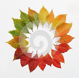 Colorful autumn leaves in a circle arranged on white