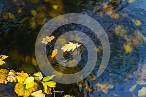 Colorful autumn leaves close-up on cold blue water, yellow on blue, circle ripple on water surface. Autumn coming