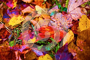 Colorful Autumn Leaves Close-Up on Ground in Michigan