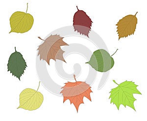 Colorful autumn leaves collection linden maple alder leaf set