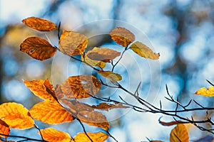 Colorful autumn leaves