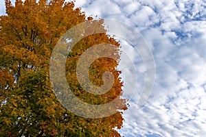 Colorful autumn leaves on a copse of tree