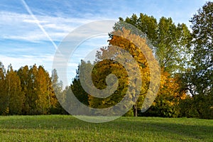 Colorful autumn leaves on a copse of trees