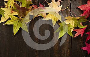 Colorful autumn leaves on dark wooden backdrop