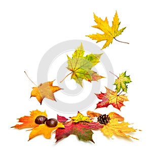 Colorful autumn leaves falling down