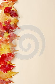 Colorful autumn leaves falling isolated on colored background. Fall Background