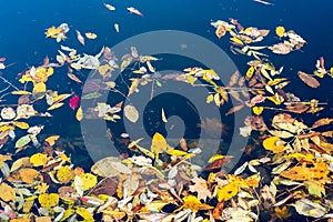 Colorful autumn leaves falling into the water in the park