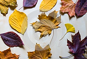 Colorful autumn leaves flat lay. Yellow red and orange leaves isolated on bright wooden background. Hello autumn