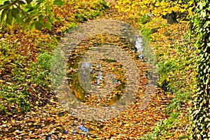 Colorful autumn leaves floating on the water