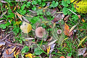 Colorful Autumn Leaves in the Forest