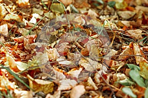 Colorful autumn leaves with forest blurred background. selective focus