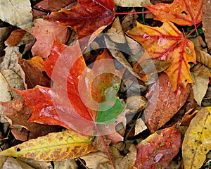 Colorful autumn leaves on forest floor closeup