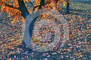 colorful autumn leaves, autumn colored carpet