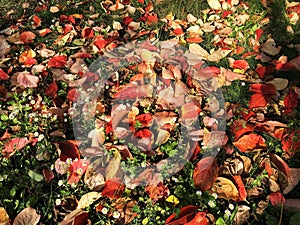 Colorful autumn leaves on green grass. Fall background. Autumn conceptt. Copy space. Red leaves