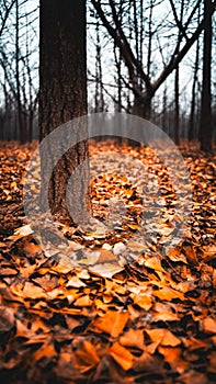 Colorful Autumn Leaves on Ground Closeup Nature Yellow Red Woods Forest Base Natural