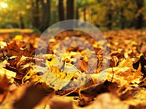 Colorful autumn leaves on the ground in park