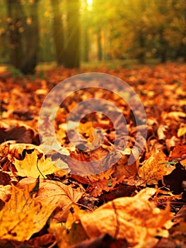 Colorful autumn leaves on the ground in park