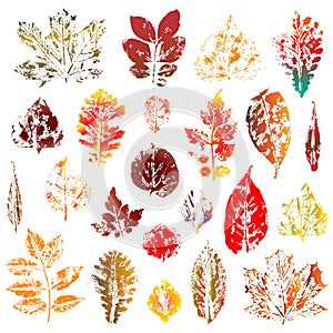 Colorful autumn leaves imprints set isolated on white background. Vector illustration