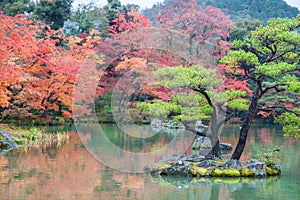 Colorful autumn leaves at japanese garden in Kyoto, Japan.