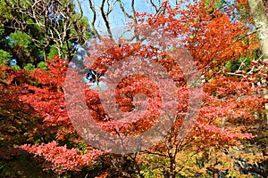 Colorful autumn leaves of Kyoto Japan