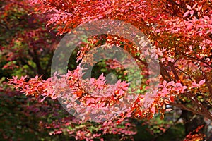 Colorful autumn leaves of Kyoto Japan