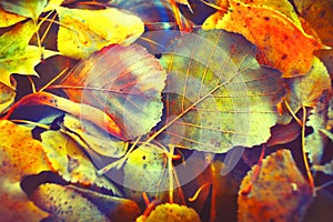 Colorful autumn leaves made with gradient for background. Abstract, texture, soft and blurred style like a postcard