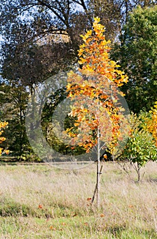 Colorful Autumn Leaves on New American Tulip Poplar Tree Liriod