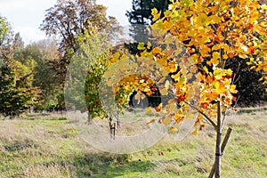 Colorful Autumn Leaves on New American Tulip Poplar Tree Liriod