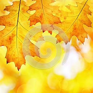 Colorful autumn leaves of oak tree