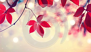 Colorful autumn leaves over blurred nature background