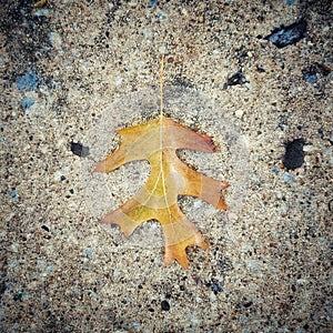 Colorful Autumn Leaves on the Pavement Landscape and Ground