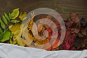 Colorful autumn leaves with piece of white cloth