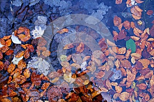 Colorful autumn leaves in a rain puddle