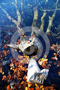 Colorful autumn leaves in a rain puddle