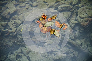 Colorful autumn leaves in a rain puddle