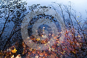 Colorful autumn leaves in a rain puddle