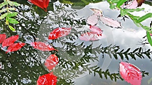 Colorful autumn leaves reflecting in the water