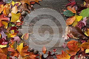 Colorful Autumn Leaves on a Rustic Wood Background