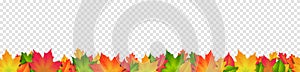 Colorful autumn leaves seamless pattern banner isolated transparent background vector