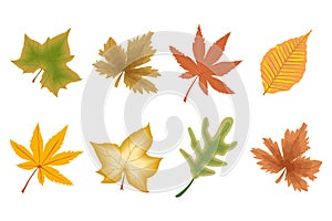 Colorful autumn leaves, set, herbarium. Icons, decor elements vector