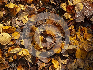 Colorful Autumn leaves, stagnating on the ground