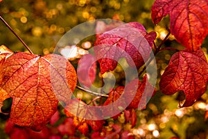 Colorful autumn leaves in sunlight, close-up photo