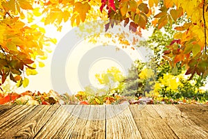 Colorful autumn leaves sunset background