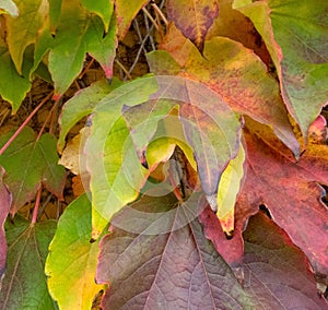 Colorful autumn leaves texture