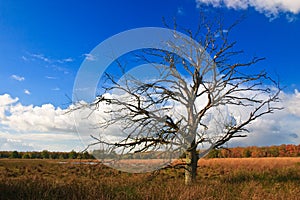 Colorful autumn leaves on trees and dead tree