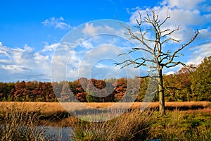 Colorful autumn leaves on trees with dead tree